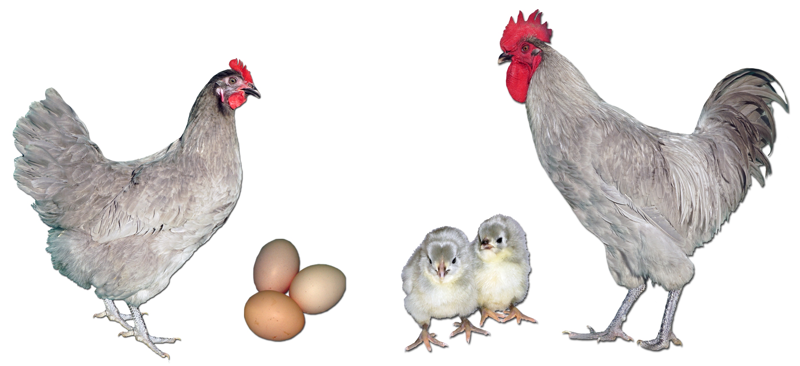 How much do Lavender Orpington Chicks Cost: