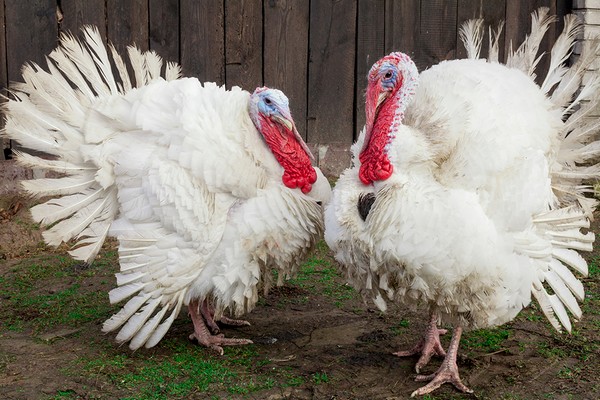 37 Beltsville small white turkeys for sale